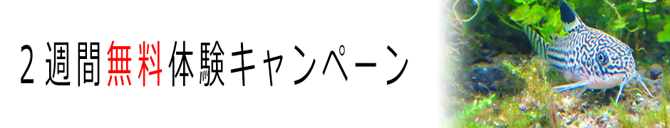 ２週間無料バナー