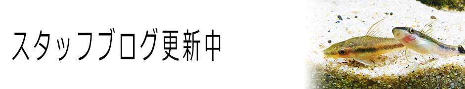 スタッフブログバナー