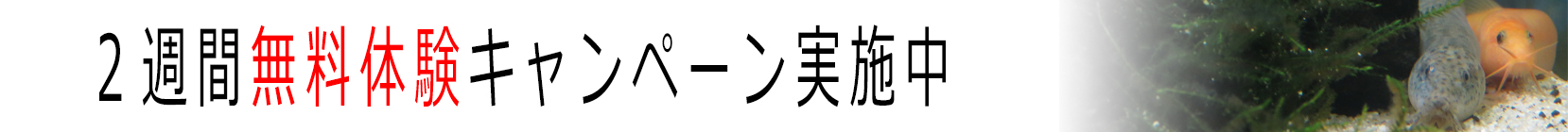 ２週間無料バナー