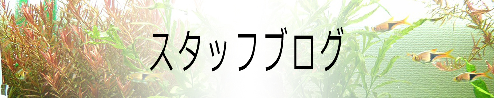 スタッフブログ